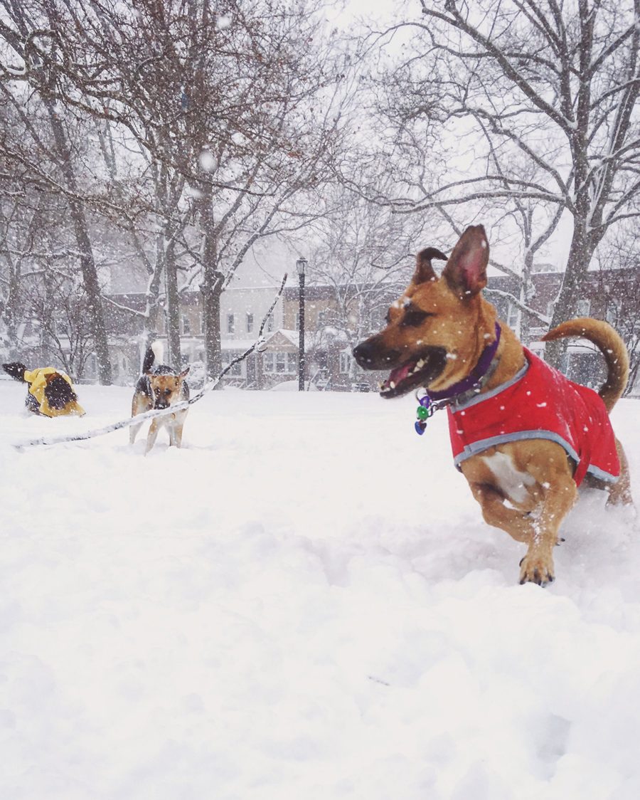 Dogs playing in the snow at an Astoria Queens park — pet photography
